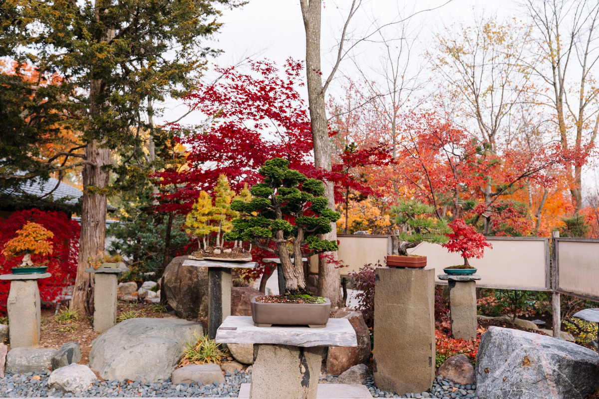 Insider Bonsai Tour | Canceled  Meijer Gardens | Frederik Meijer Gardens &  Sculpture Park