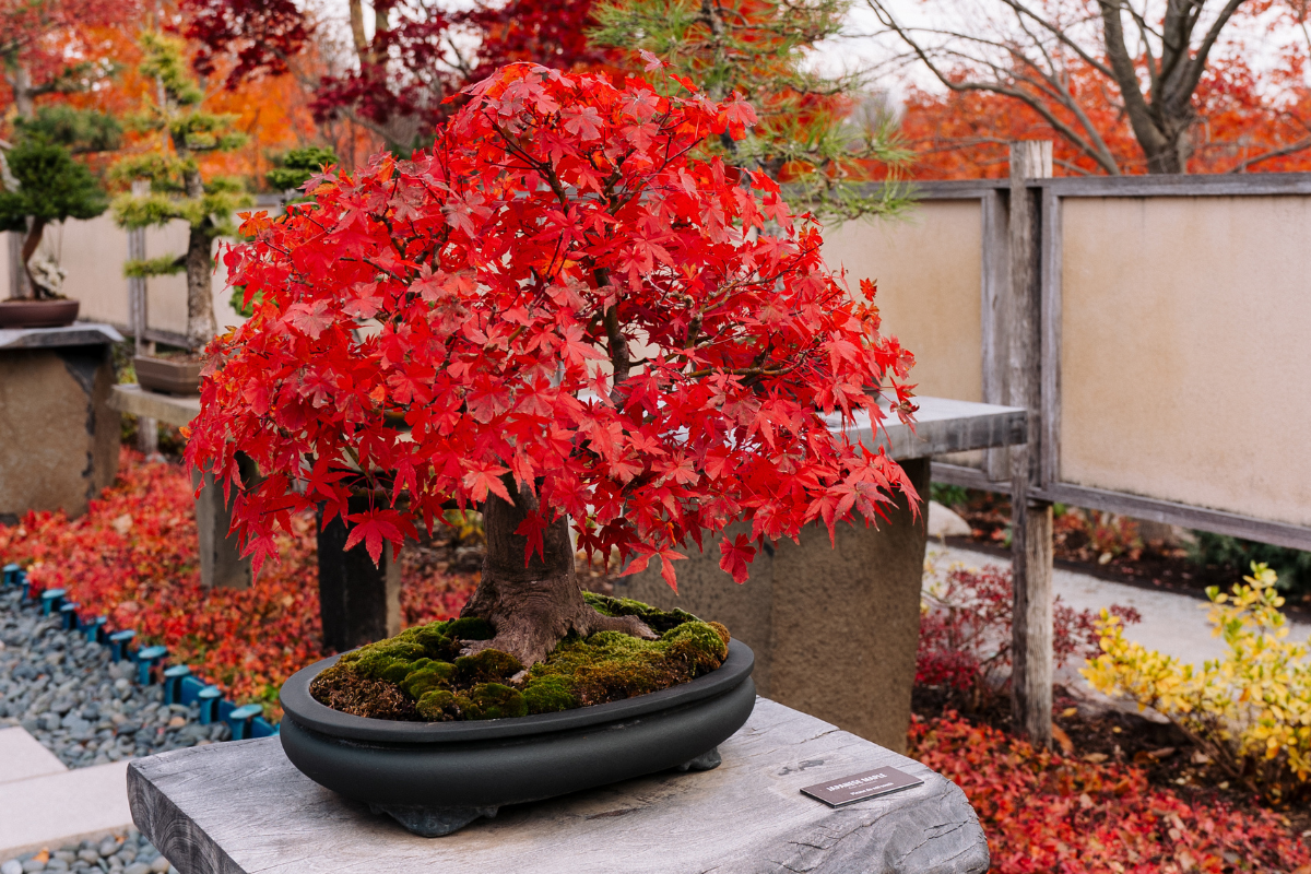 tall bonsai tree Artisan Artificial Juniper Bonsai Tree in Ceramic Pot