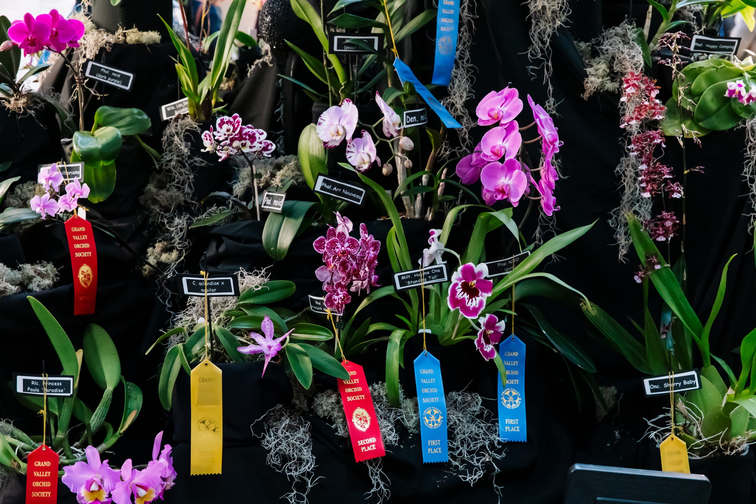 Orchid Show Presented By The Grand Valley Orchid Society » Meijer