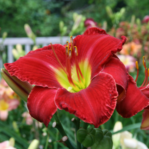 Orchid Show Presented By The Grand Valley Orchid Society » Meijer