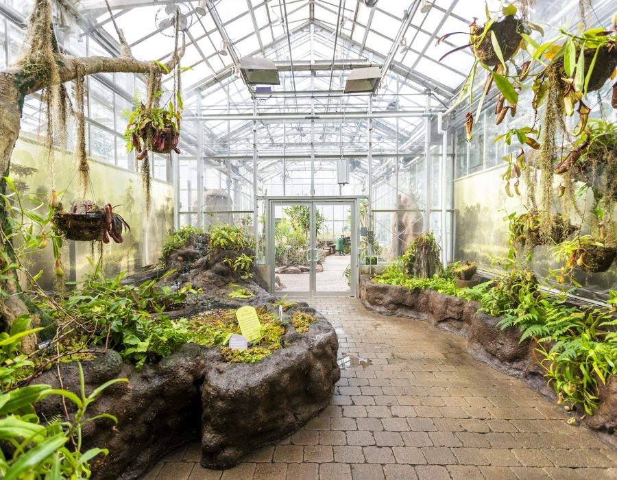 Carnivorous Plant House  Meijer Gardens | Frederik Meijer Gardens &  Sculpture Park