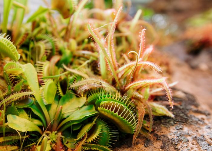 Carnivorous Plant House  Meijer Gardens | Frederik Meijer Gardens &  Sculpture Park