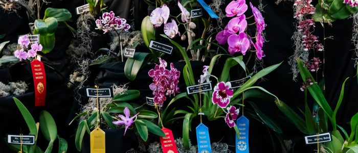 Plant Show Series » Meijer Gardens | Frederik Meijer Gardens