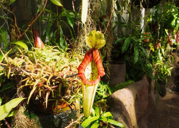 curio mount everest plant care Senecio Curio 'Mount Everest'  Rooted & Co