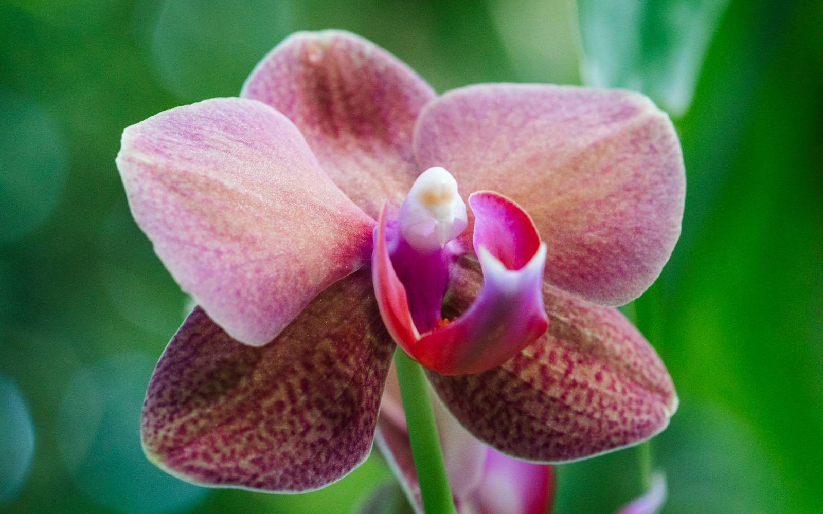 orchids-2 (1)